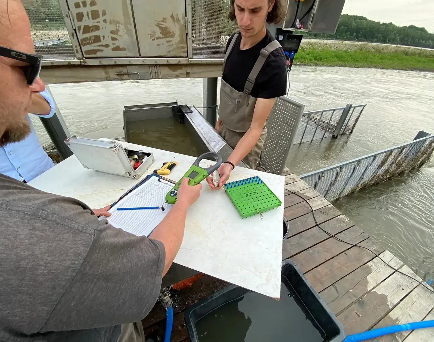Im Frühjahr beginnen Ökolog:innen mit der Fischzählung in der neuen Fischwanderhilfe in Altenwörth.