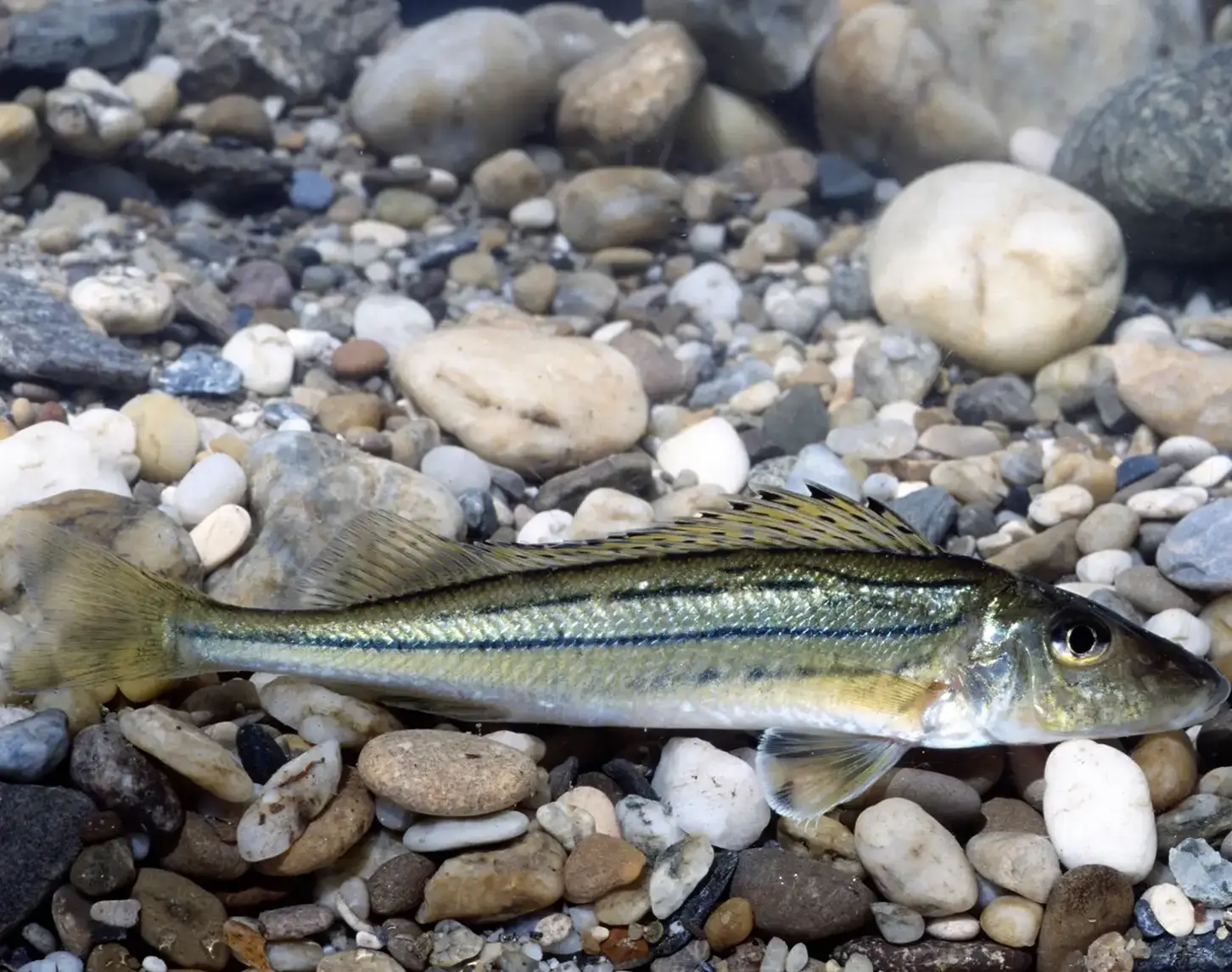 Der Schrätzer ist ein sogenannter Grundfisch und damit hauptsächlich am Flussgrund anzutreffen.