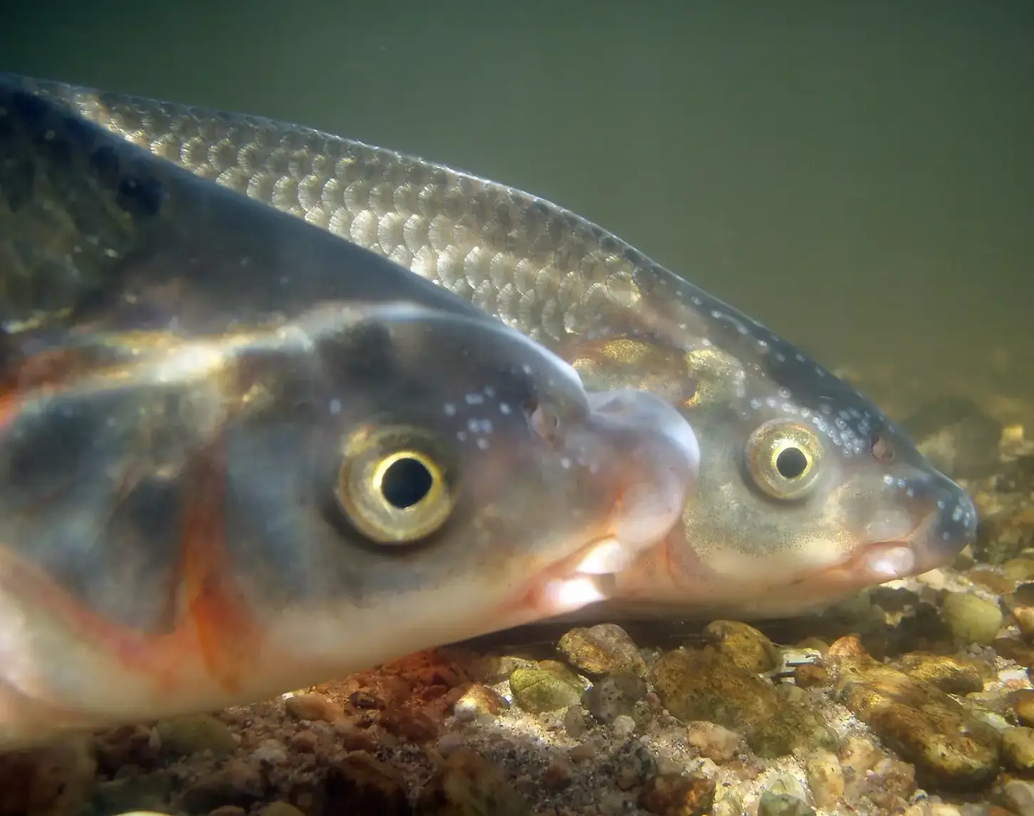 The nase is a gregarious fish from the large group of cyprinids.