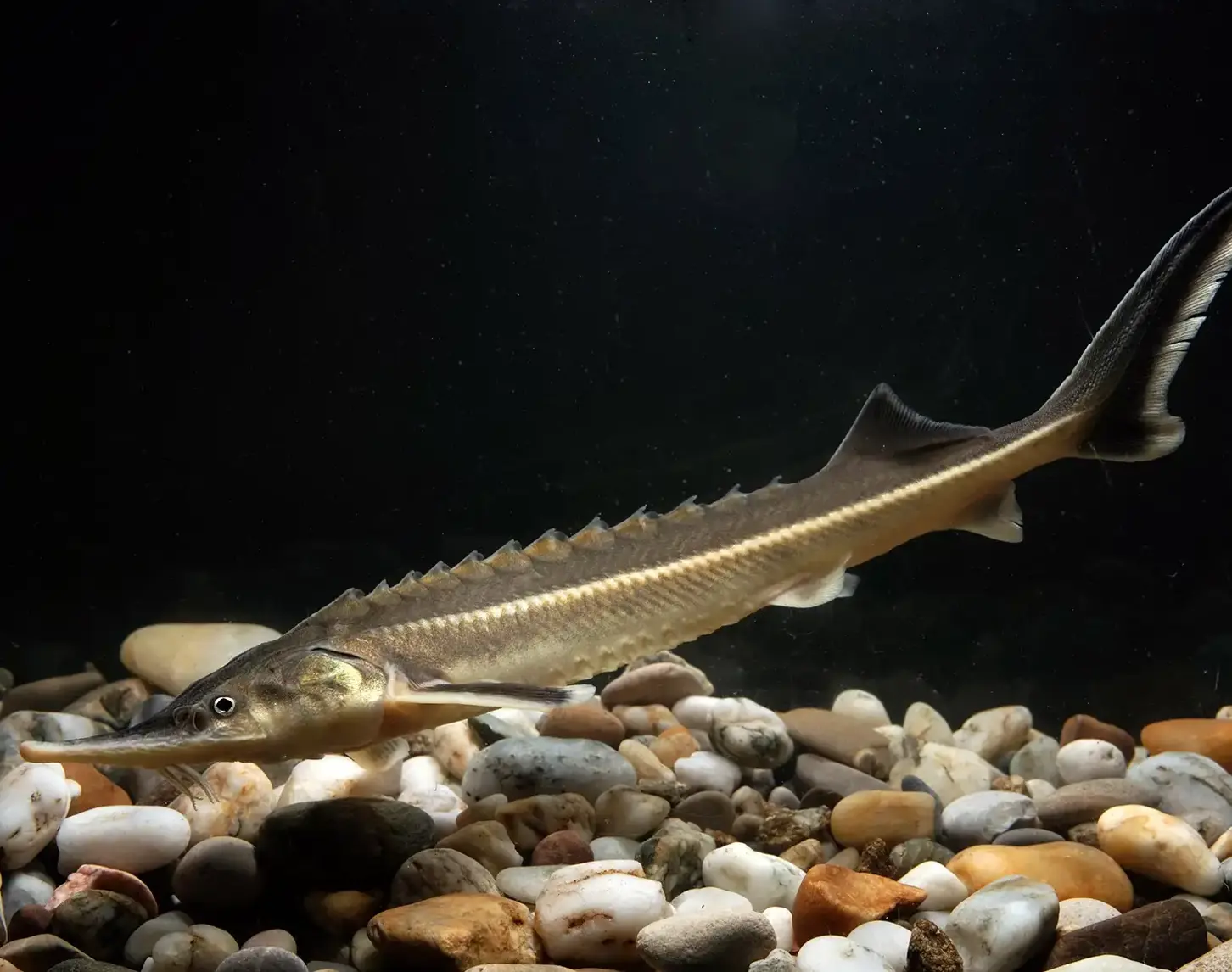 The sterlet belongs to the group of Danube sturgeons and grows to around one meter in size when fully grown.